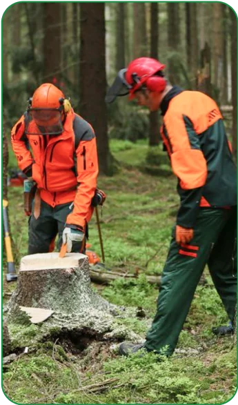 Multi-crew tree care team